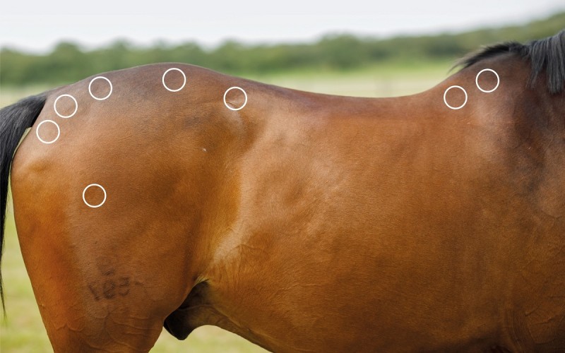 Stresspunkte bei myofaszialen Schmerzen beim Pferd mit dem NOVAFON behandeln