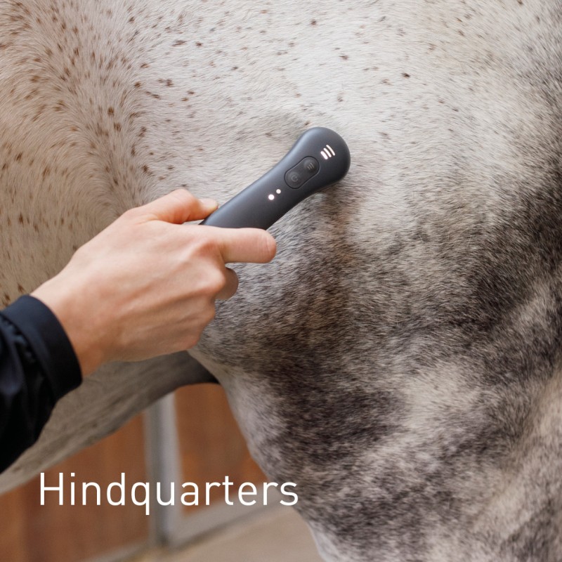 NOVAFON treatment of hindquarters on horses